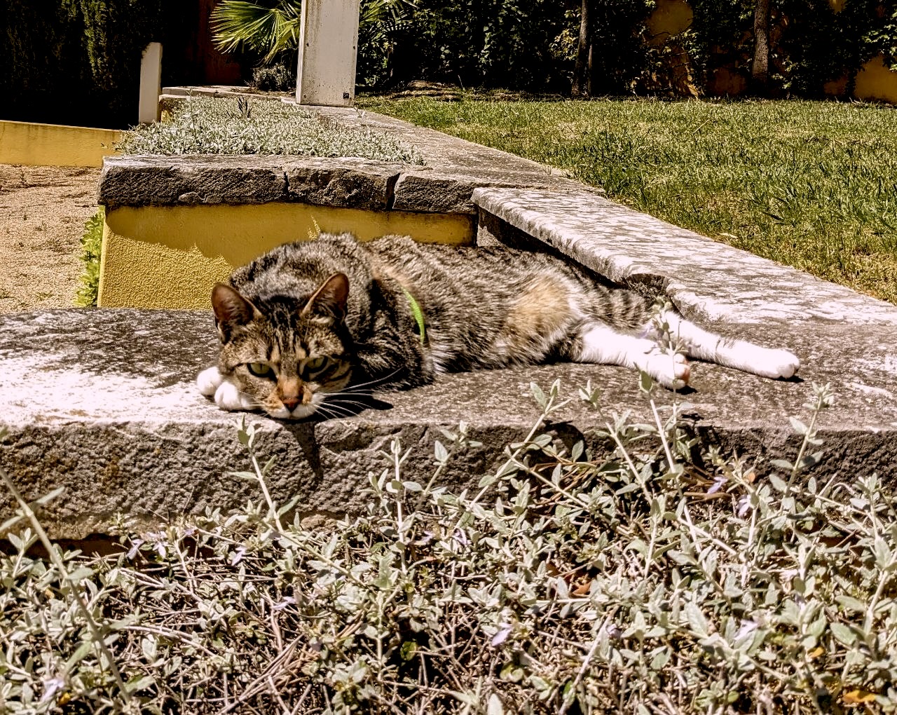 Cat with toy