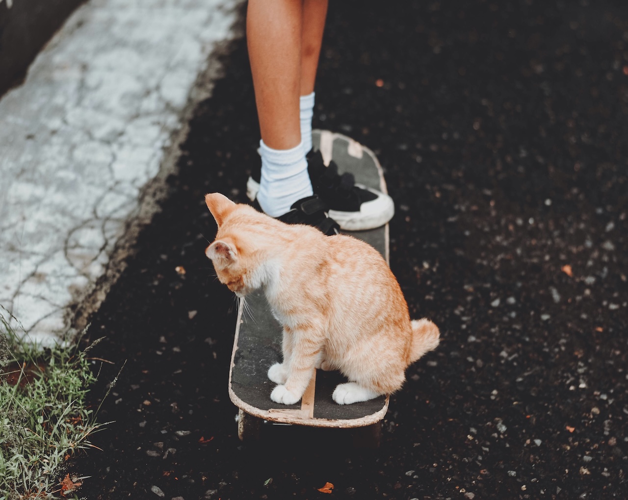 Cat with treat