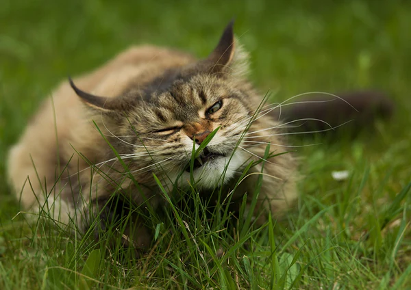 Why do cats eat grass when they go outside