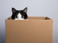 cat in box