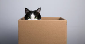Why do cats like boxes?