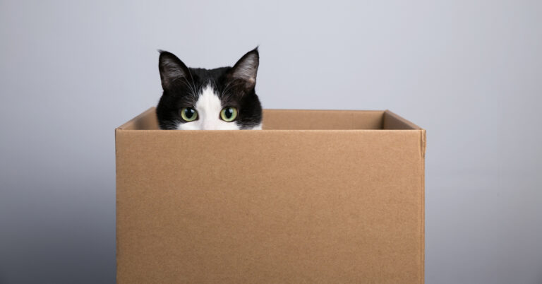 Why Do Cats Like Boxes?