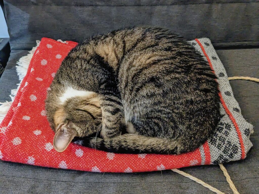 Why Do Cats Sleep So Much?