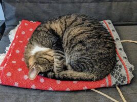 Why Do Cats Sleep So Much?