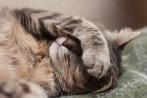 Why do cats sleep so much?