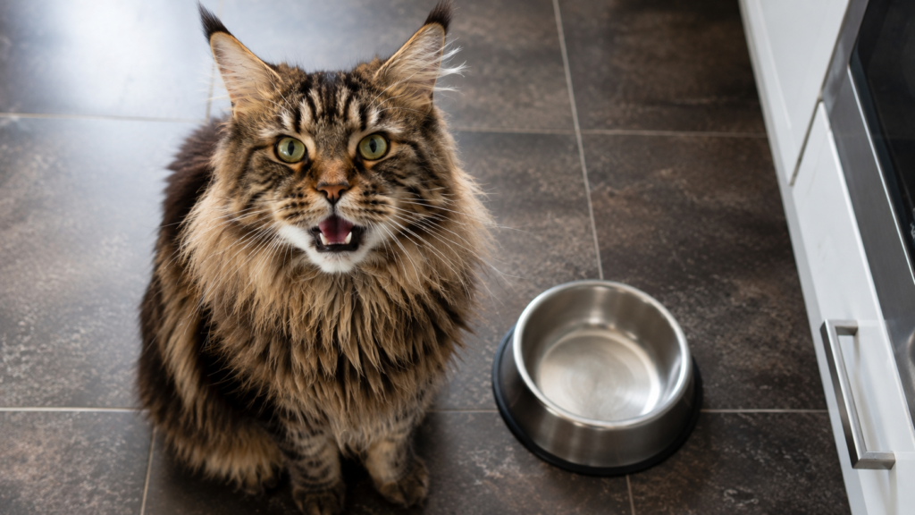 A cat demanding attention, the context for a solicitation purr