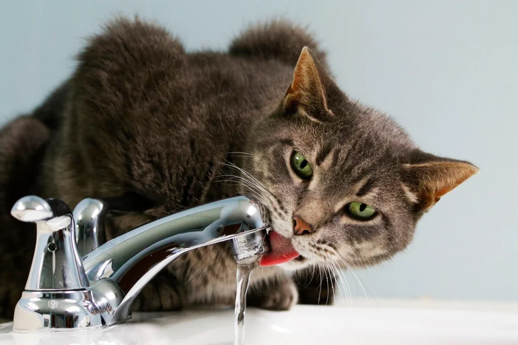 cat drinking water