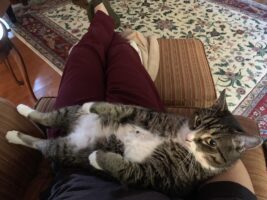 Why cat always sits on my lap