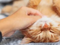 cat purr