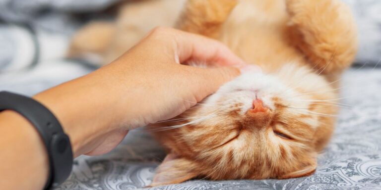 Why Do Cats Purr?