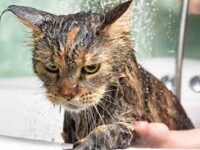 cat hates water