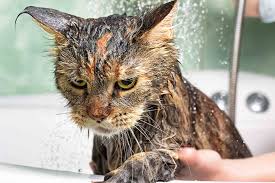 Why do cats hate water