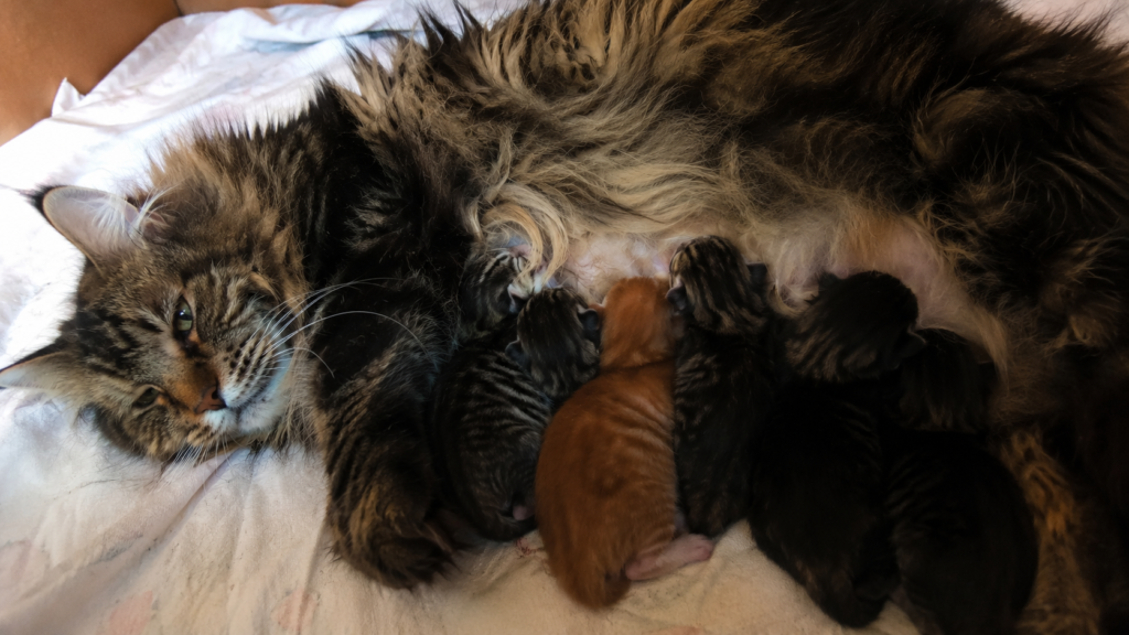 Kittens nursing, when cats first begin to purr