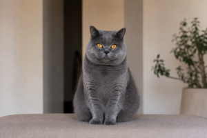 British Longhair cat