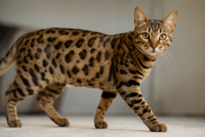 California Spangled cat