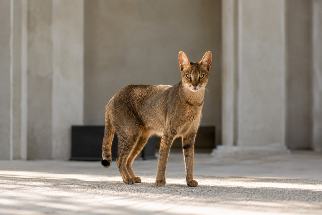 Chausie cat breed