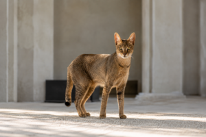 Chausie cat