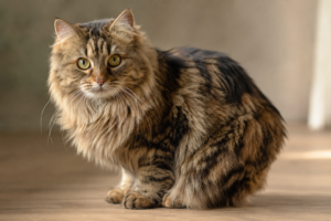 Cymric cat