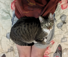 Why cat always sits on my lap