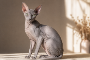 Peterbald cat