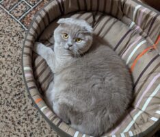 Scottish Fold cat