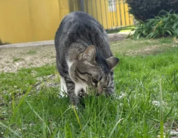Why do cats eat grass when they go outside
