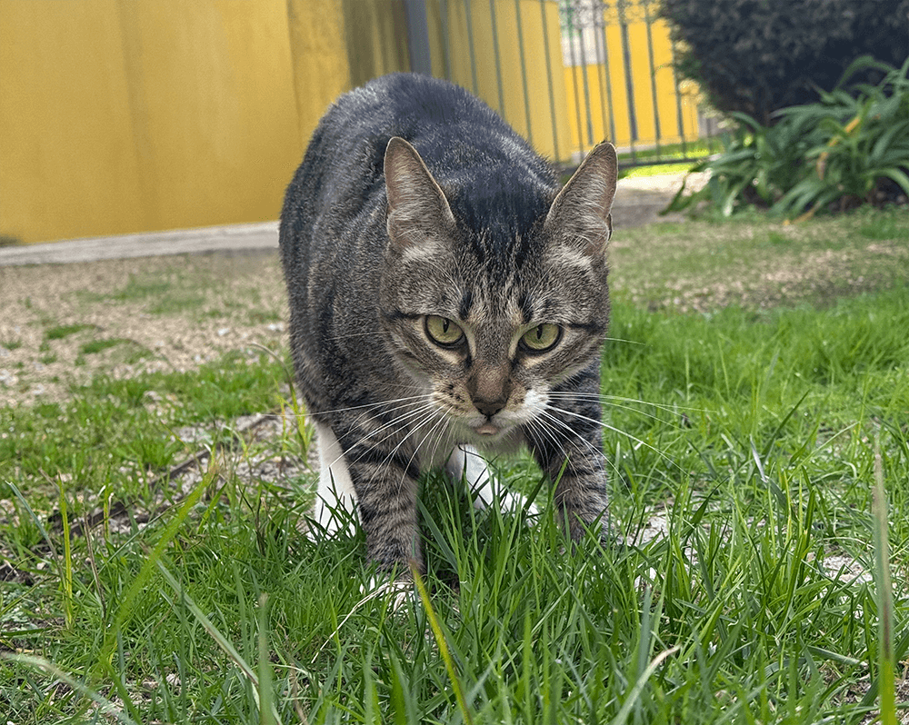 cat show tongue when eating grass outside
