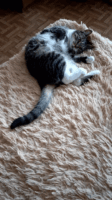 What Does Your Cat’s Tail Position Really Mean?
