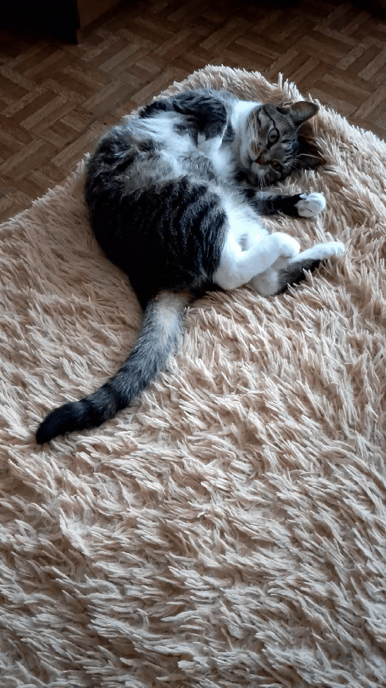 What Does Your Cat’s Tail Position Really Mean?
