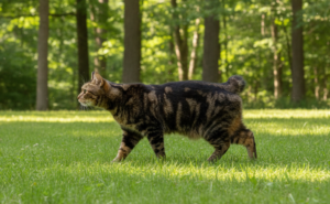 Do Manx Cats Have Tails? The Truth About Rumpy, Stumpy & Long-Tailed Manx