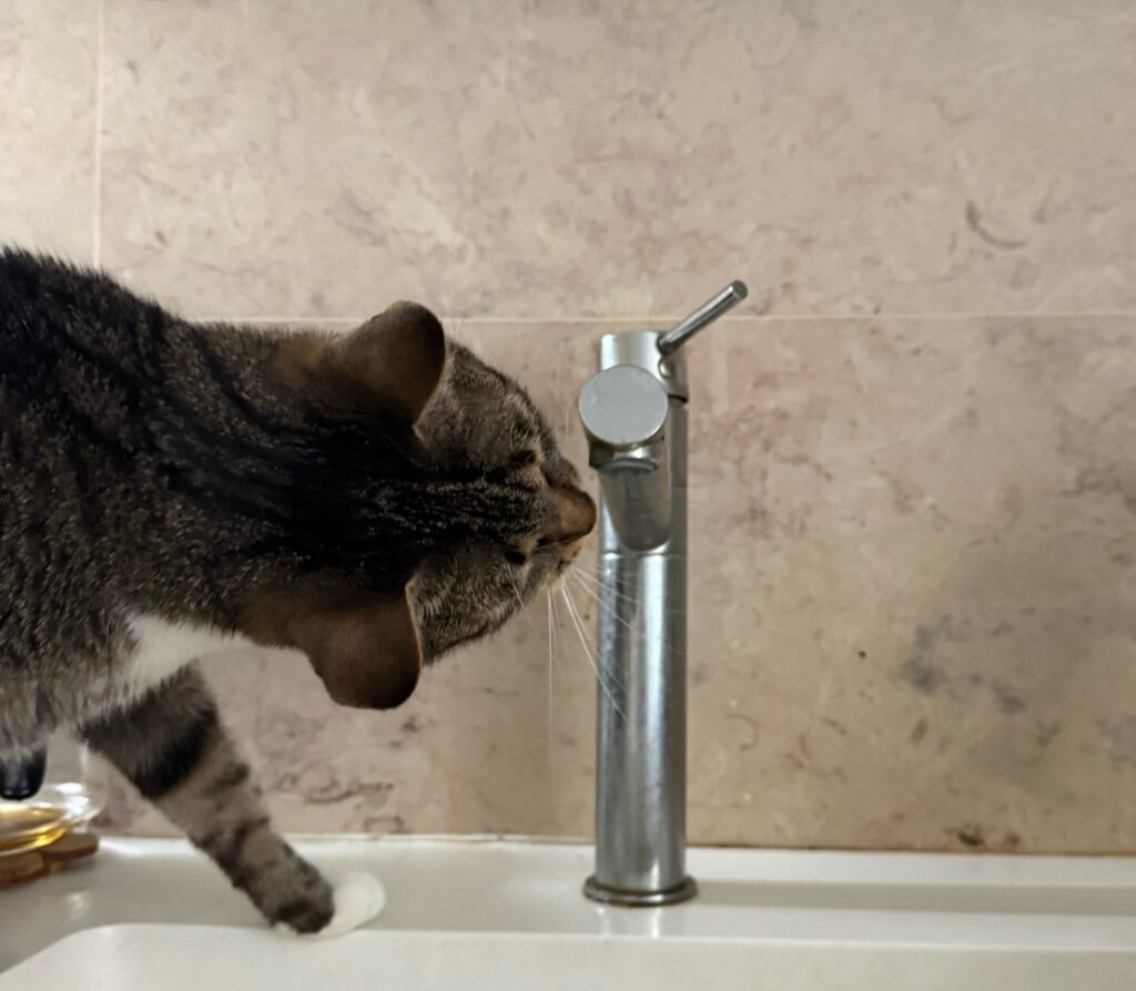 A cat drinking from a running tap because it prefers moving water