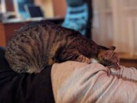 Why Does My Cat Sleep on Me?