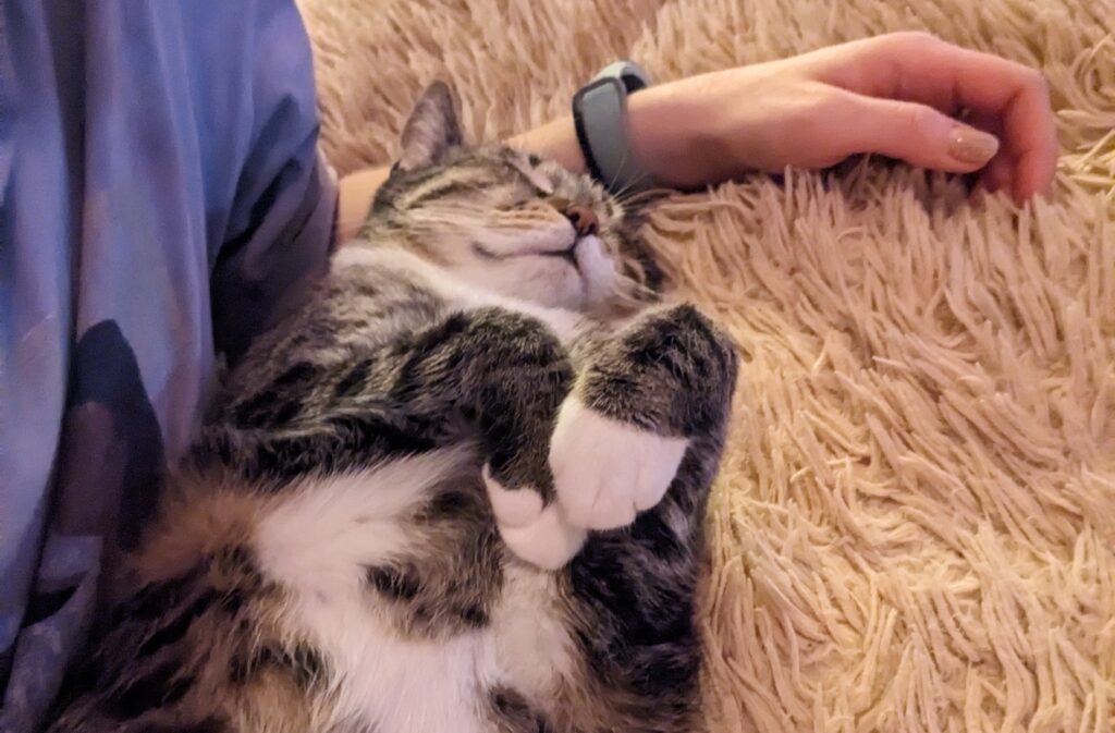 A cat sleeping belly-up near its owner's lap, fully relaxed