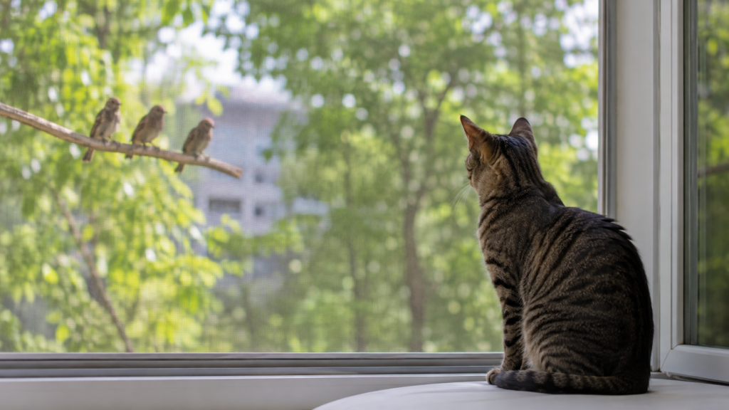 A cat sitting safely behind a screened open window
