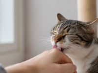 A cat licking its owner's hand with eyes half close
