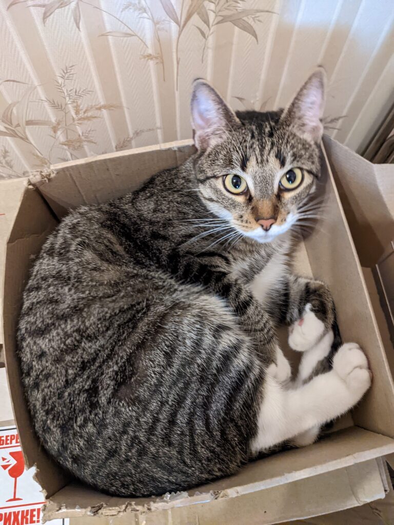 A cat squeezed into a too-small box, the classic "if it fits I sits" behavior