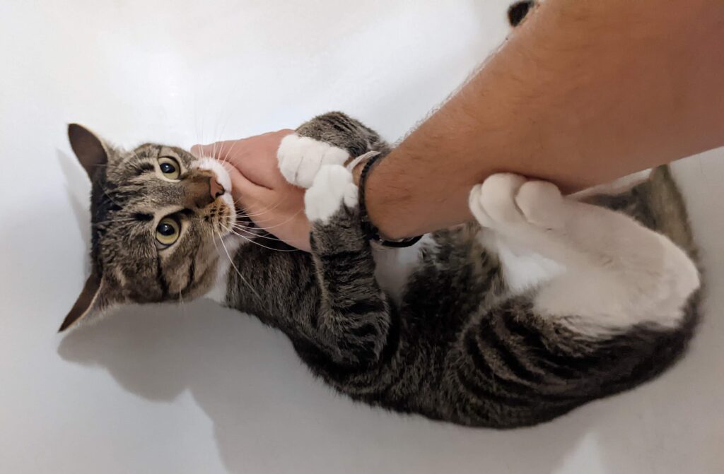 Why Does My Cat Bite Me?