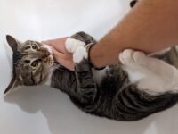 A cat gently biting its owner's hand during play