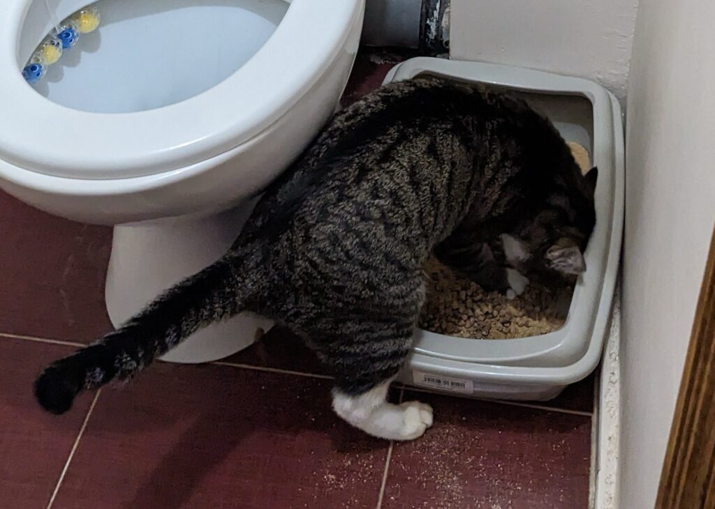 A large, clean, open litter box, the setup most cats prefer