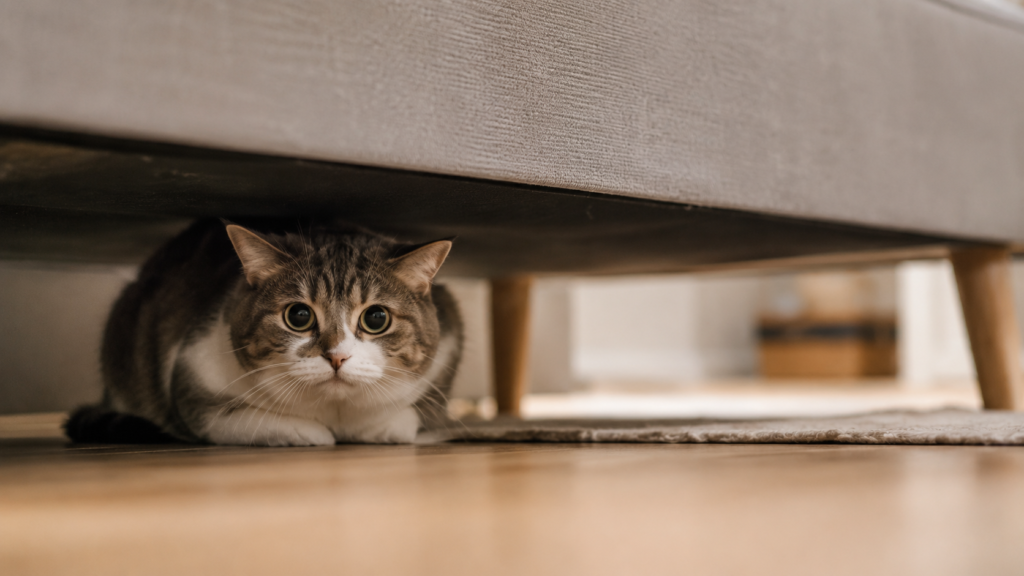 An anxious cat hiding, since stress is a common cause of peeing outside the box