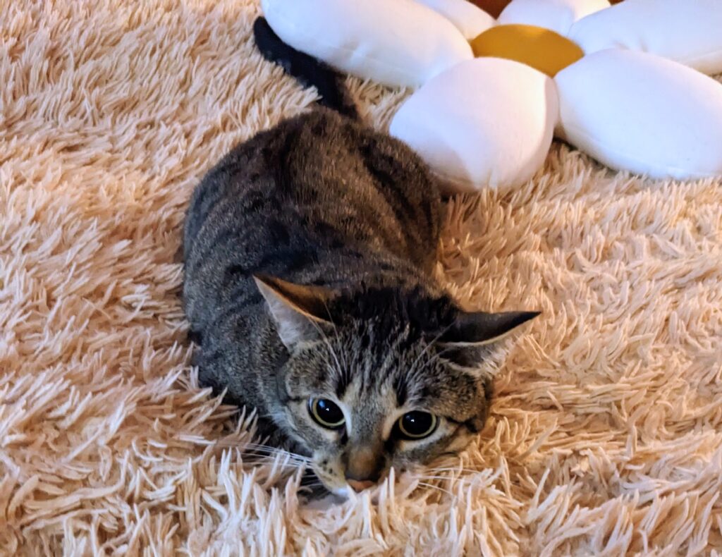 Cat before a bite