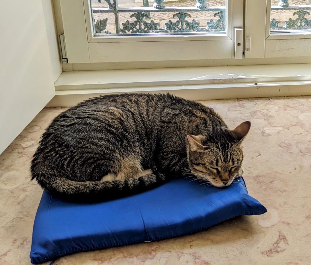 How Long Do Cats Live?