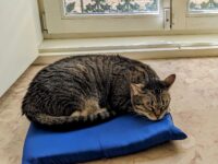 How Long Do Cats Live?