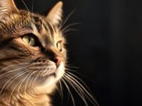 Why Do Cats Have Whiskers?